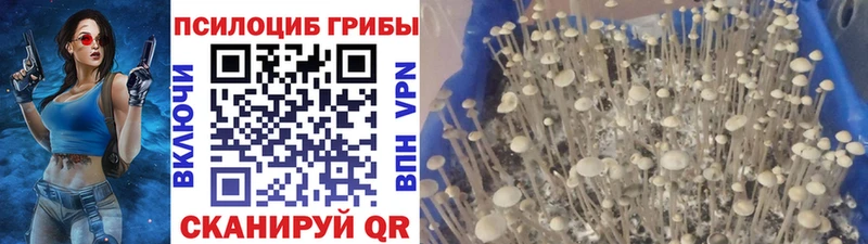 Псилоцибиновые грибы мицелий  кракен как войти  Красково 