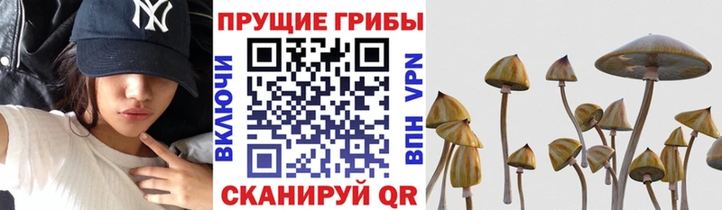 Галлюциногенные грибы GOLDEN TEACHER Красково